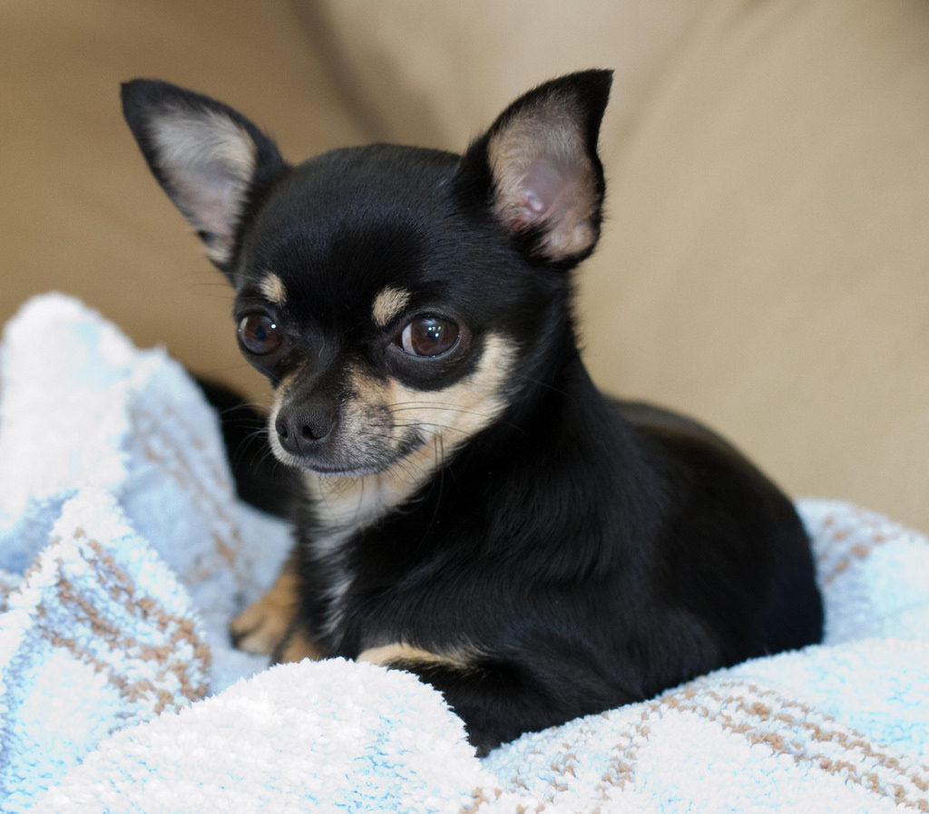 extra small bark collar for chihuahua