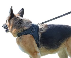 German Shepherd Harness