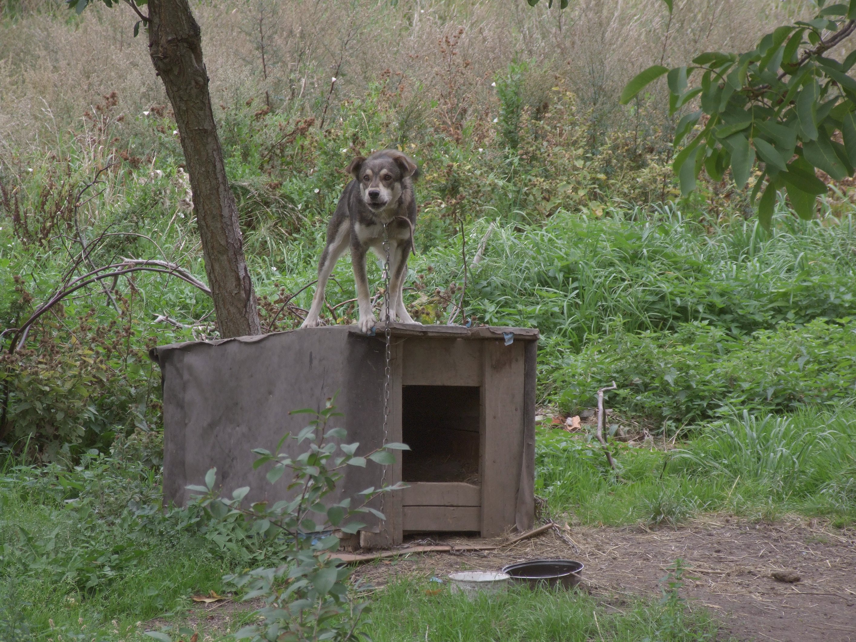 rottweiler dog house