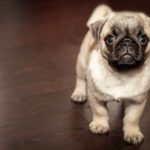 Choosing The Best Dog For Small Apartment