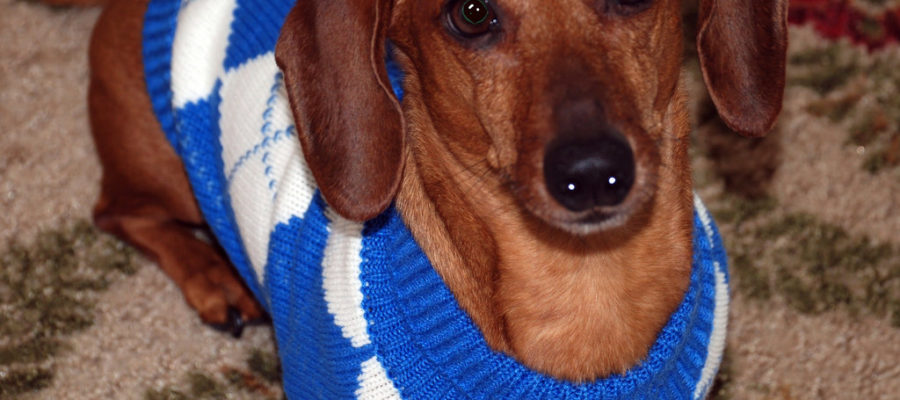 Winter Woes? Not My Pitbull! A Guide to the Coziest Dog Sweaters