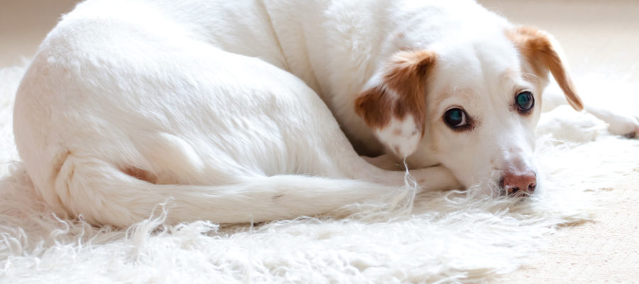 How To Choose The Best Rug For Dogs