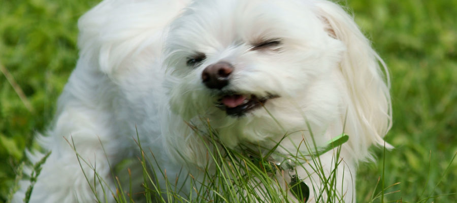 Pet Stroller For Maltese