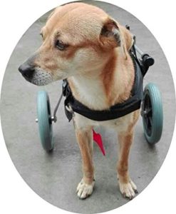 Best Wheelchair For Your Disabled Dachshund