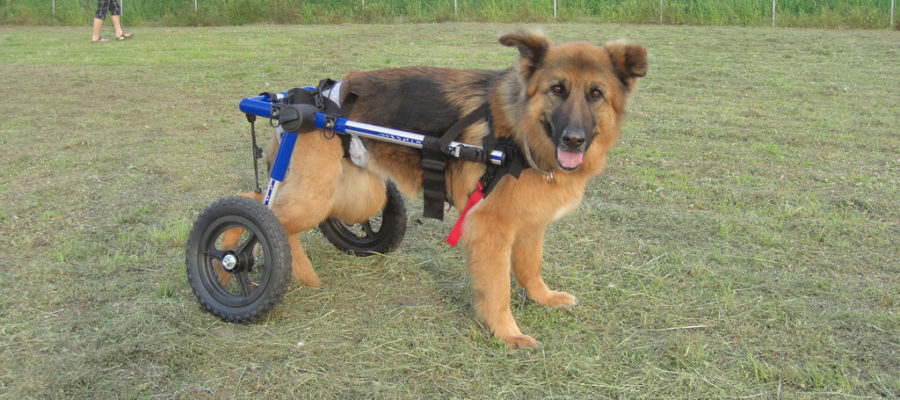 Wheelchair For Your Disabled Dachshund