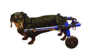 Best Wheelchair For Your Disabled Dachshund