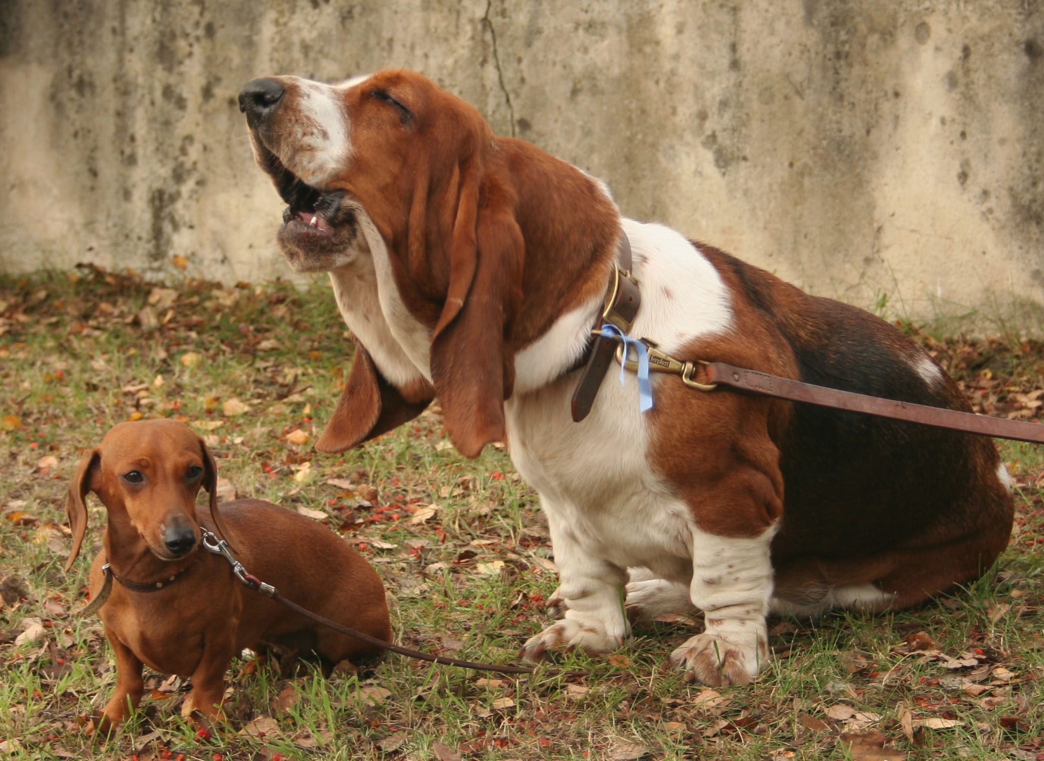 do-bark-collars-work-dog-n-treats