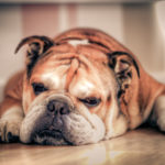 Have A Lazy English Bulldog? This Will Solve Your Problems!