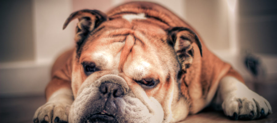 Have A Lazy English Bulldog? This Will Solve Your Problems!