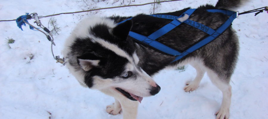 Weight Pulling Harness For Pitbulls