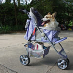 Pet Stroller For Chihuahua Reviews