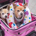Why Should You Buy A Pet Stroller