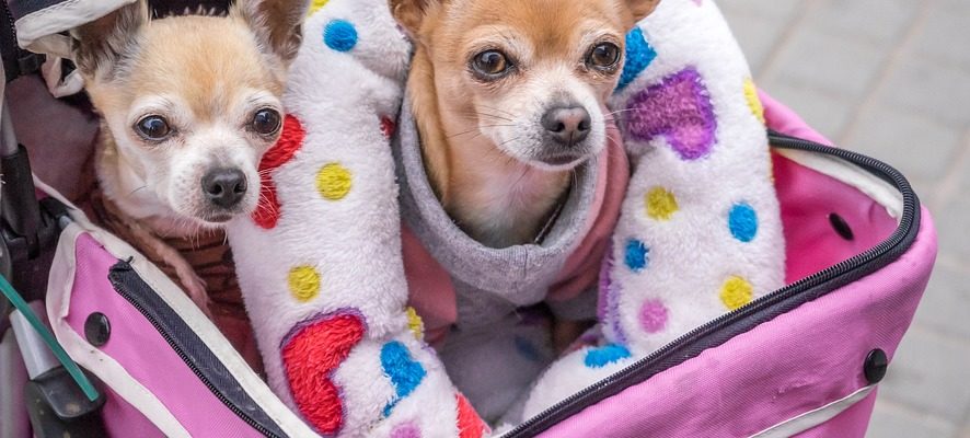 Rethinking the Dog Stroller: Why My Furry Friend Isn’t Too Cool for Wheels