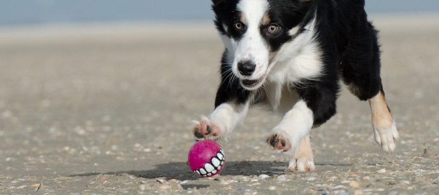 Dog Crate For Border Collie