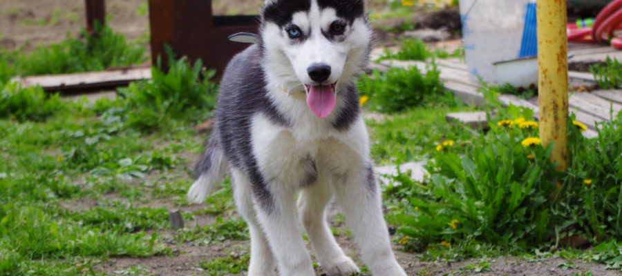 Best Dog Crate For Husky