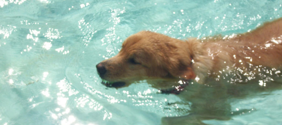 Indoor Pool For Dogs