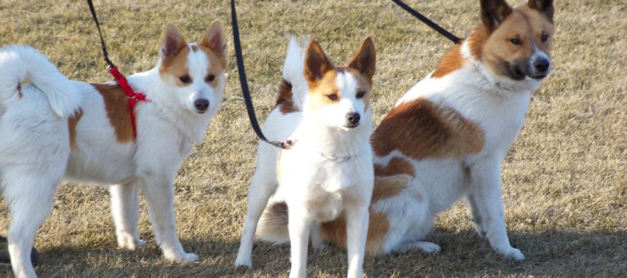 Dog Crate For Two Large Dogs