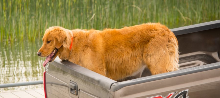 Dog Crate For Pickup Truck