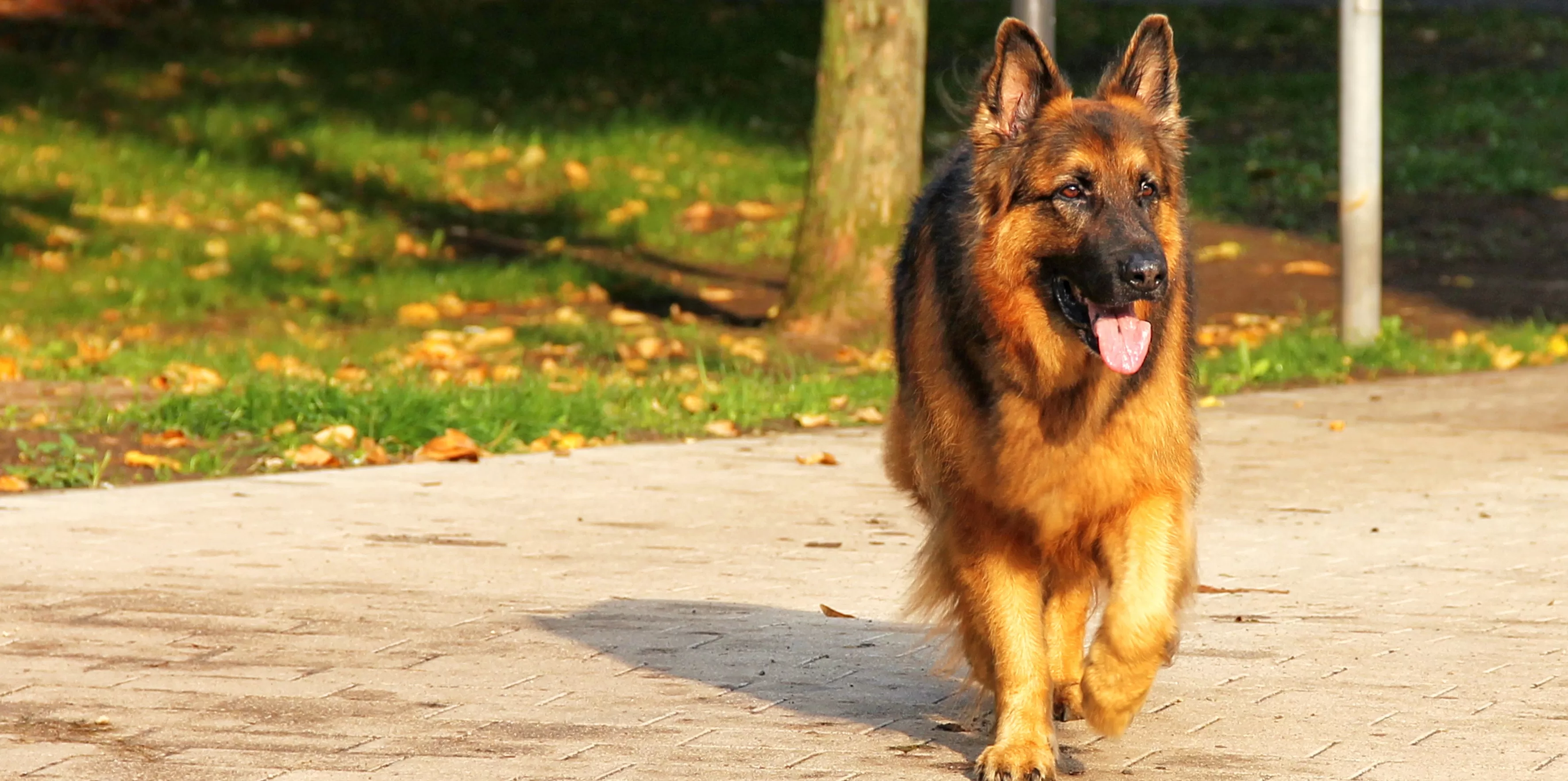 Best Treadmill For German Shepherd