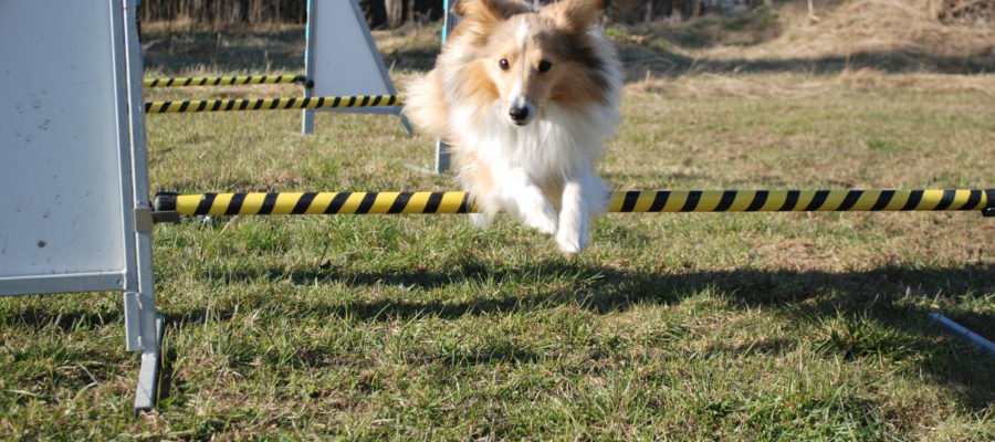 Best Bark Collar For Sheltie