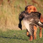 Best Training Collars For Hunting Dogs