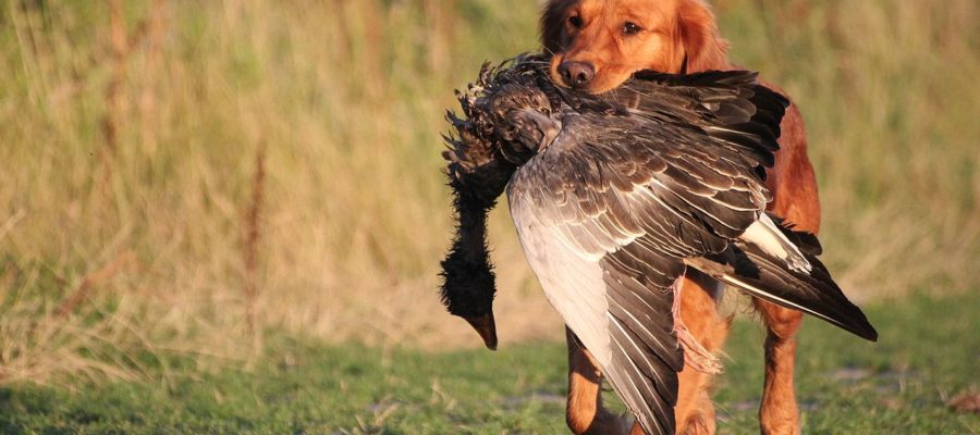 Best Training Collars For Hunting Dogs