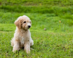 Do Goldendoodle Shed