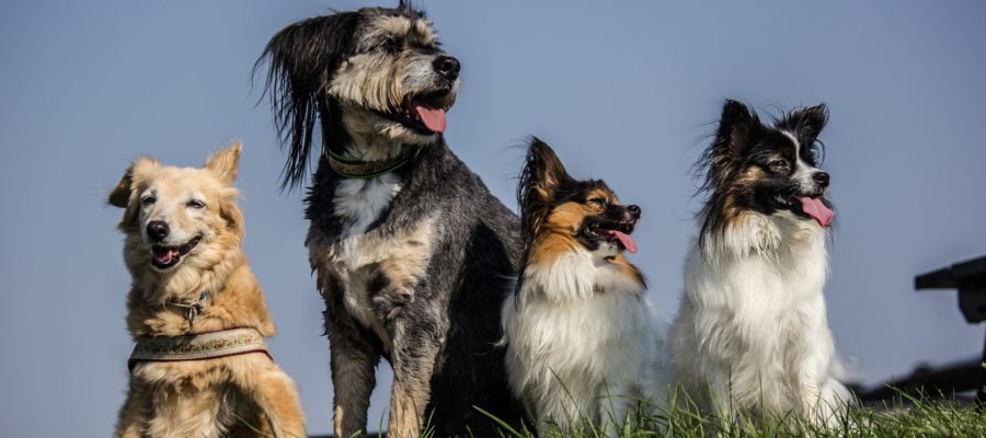 Best Dog Cage For Outside