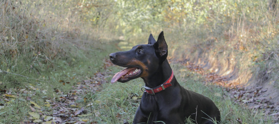 Best Training Collar For Doberman Pinscher