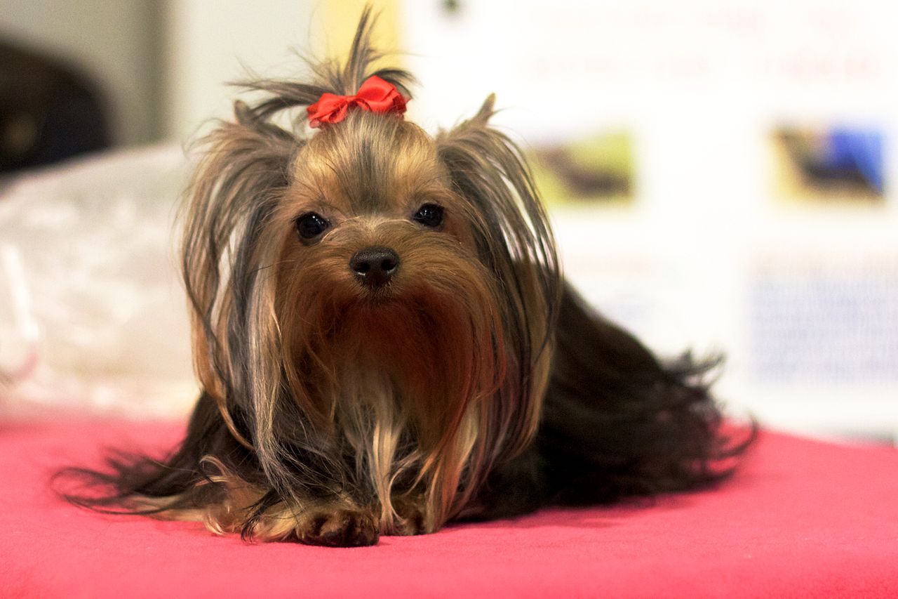 best grooming clippers for yorkies