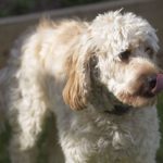 Best Dog Clippers For Cockapoos