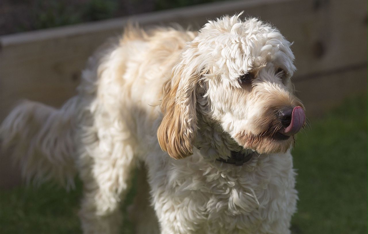 best clippers for cockapoo