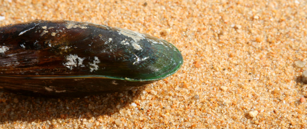 Green lipped mussel for dog - Dog N Treats