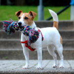 Dog Crates For Jack Russell Terriers