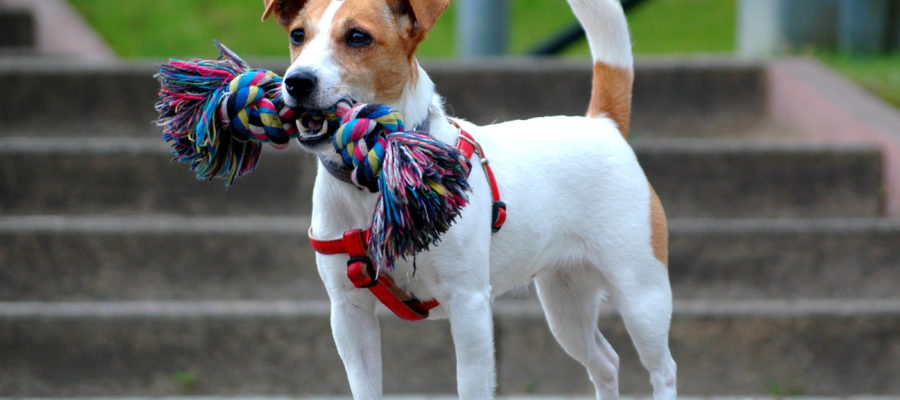 Dog Crates For Jack Russell Terriers