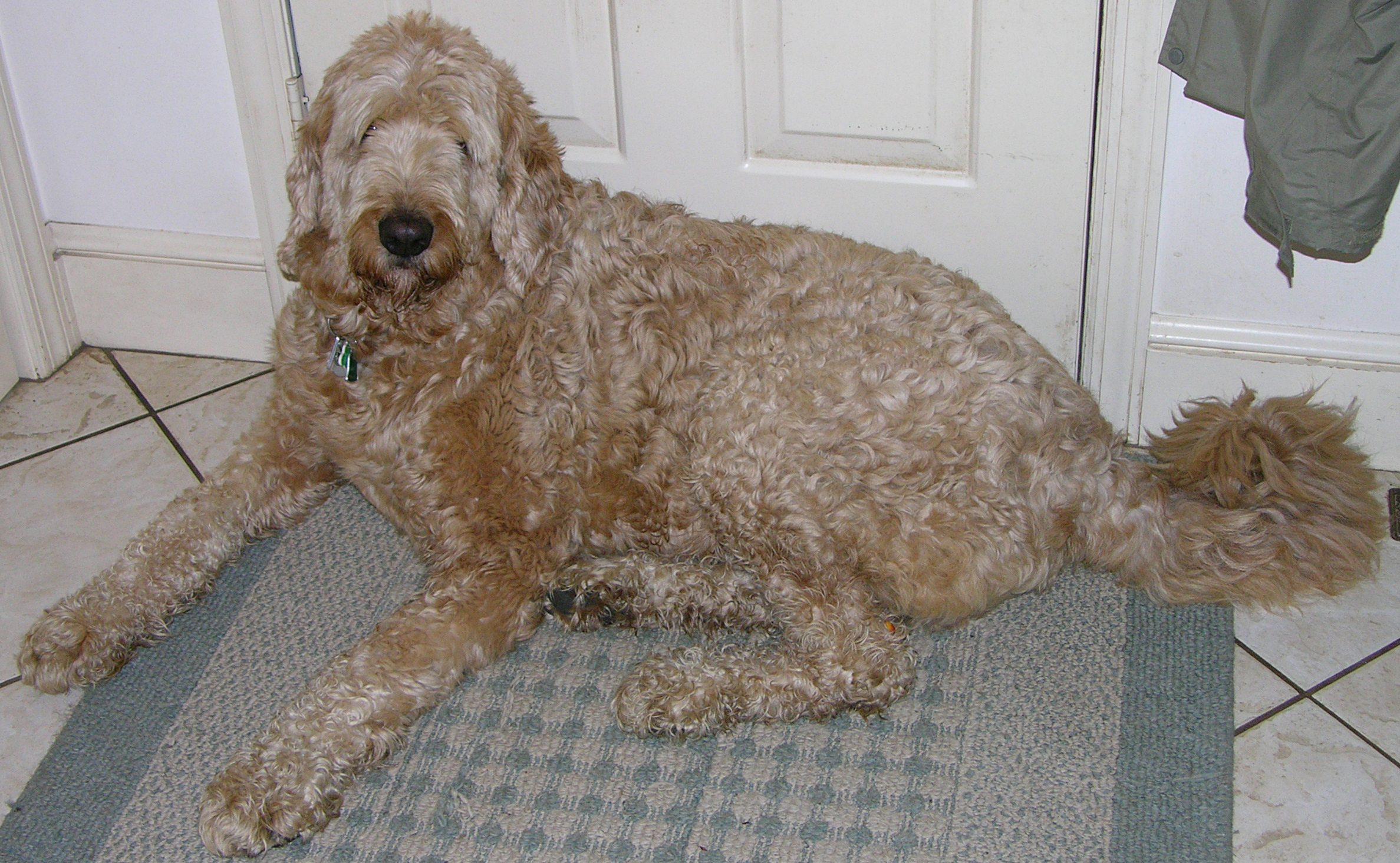 best clippers for labradoodles
