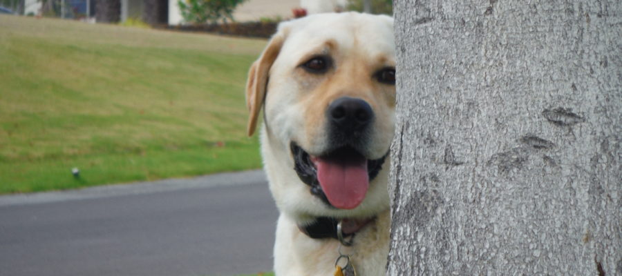 Best training collar for labrador retriever