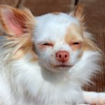 Best Muzzle For Chihuahua
