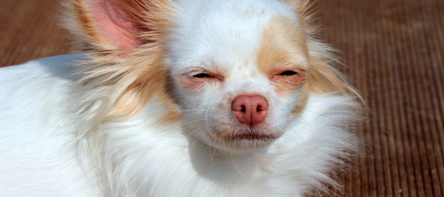 Best Muzzle For Chihuahua