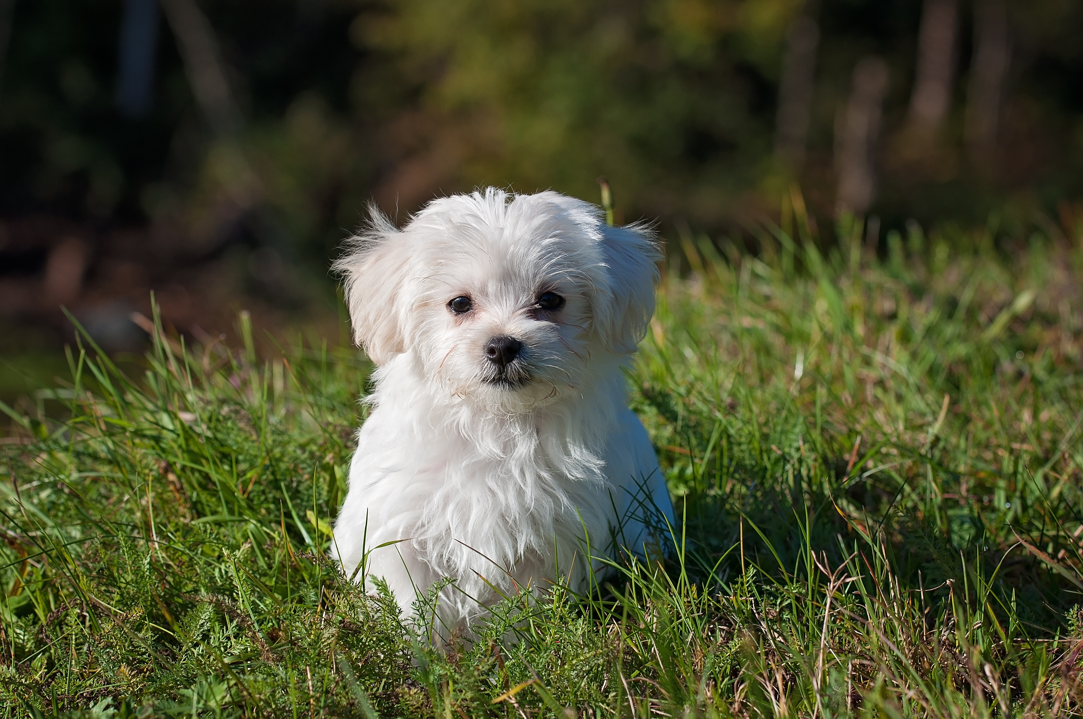best clippers for maltese shih tzu