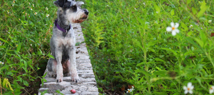 Best Dog Clippers For Miniature Schnauzer