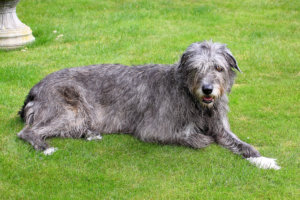 Best Dog Food For Irish Wolfhounds