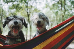 What Causes The Minature Schnauzer To Shake