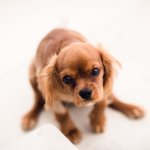 How Long Can Puppies Go Without Water? | Safety Tips and Signs of Dehydration
