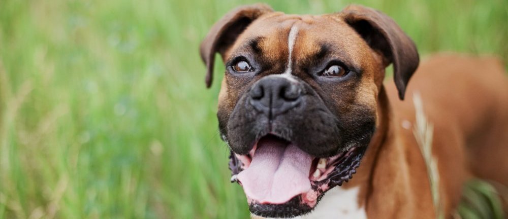 Best Shampoo For Boxer Dogs