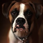 Bath Your Boxer With The Best Shampoo For Boxer Dogs