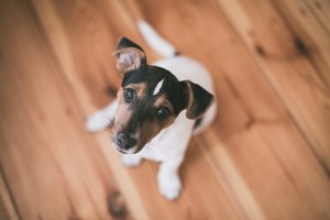 How Long Can A Puppy Go Without Water