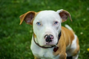 5 month old pitbull puppy