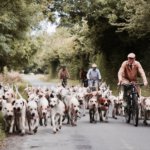Dog Basket For Bike Reviews