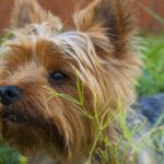 GPS Tracking Collar For Yorkie